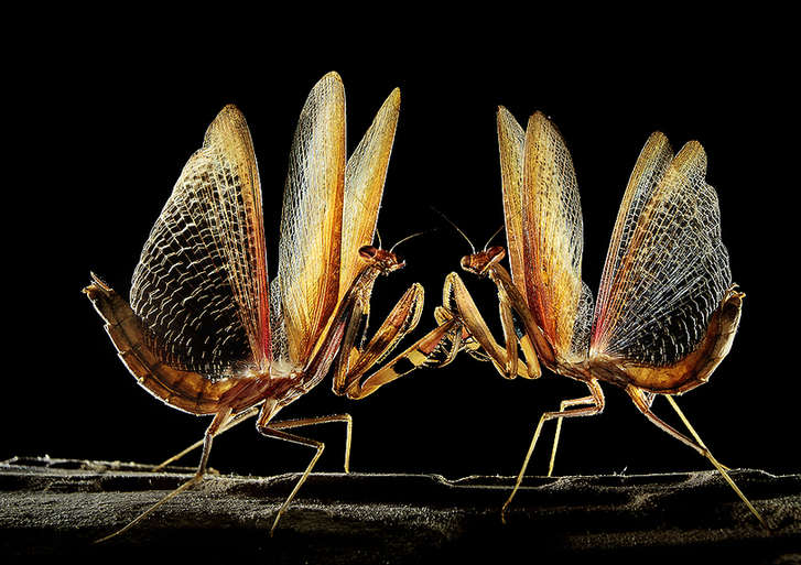 Mantises and dragonflies in Zhong Ming's insects world