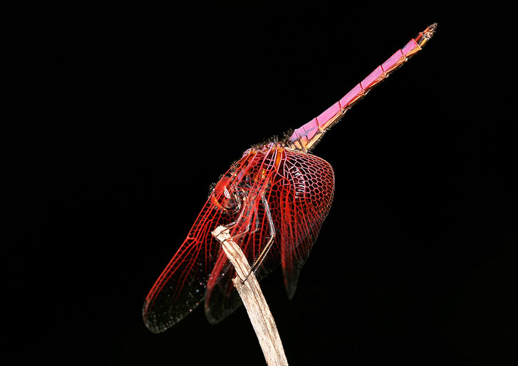 Mantises and dragonflies in Zhong Ming's insects world