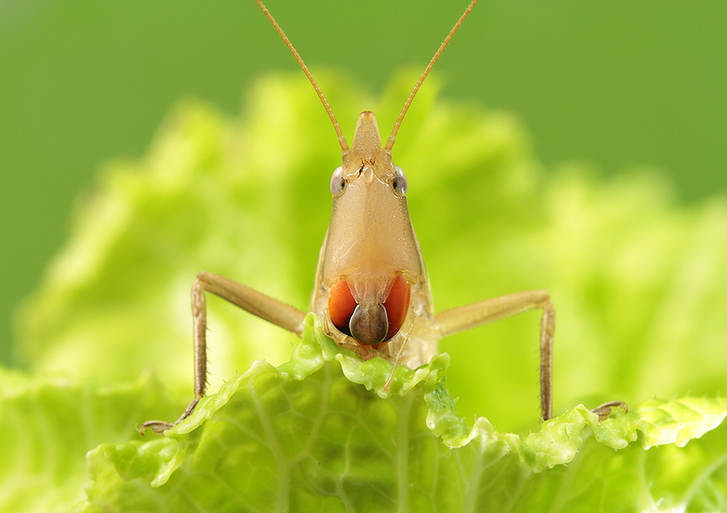 Zhong Ming's Book of Insects