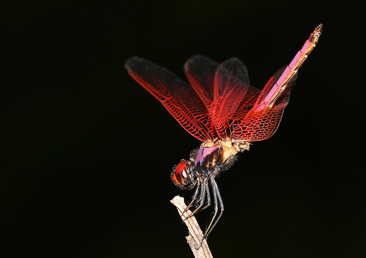 Zhong Ming's Book of Insects