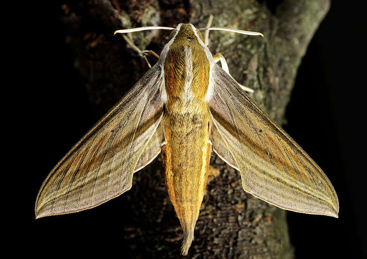 Zhong Ming's Book of Insects