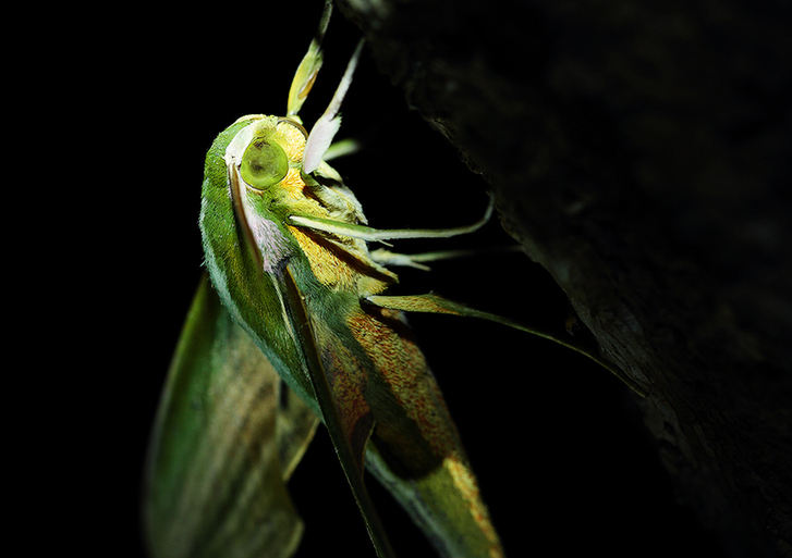 Zhong Ming's Book of Insects