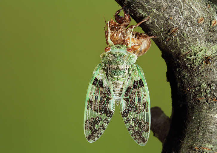 Zhong Ming's Book of Insects