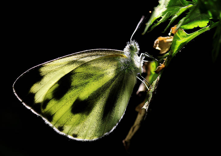 Zhong Ming's Book of Insects