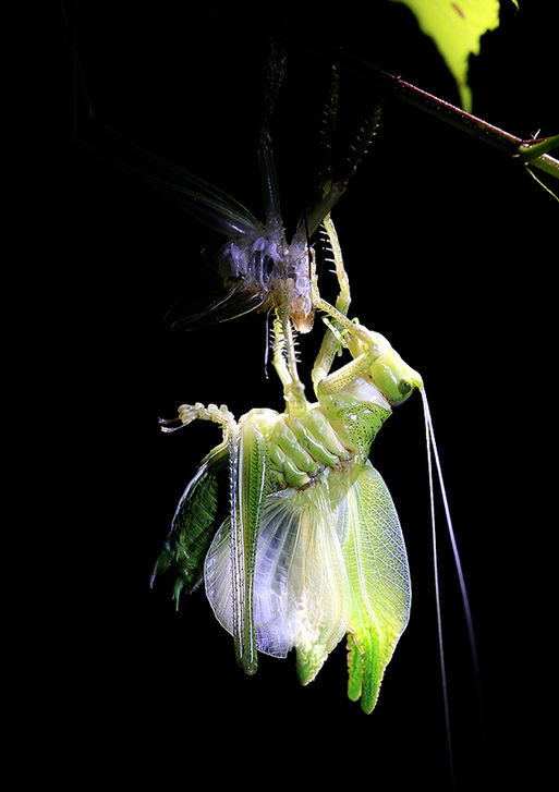 Zhong Ming's Book of Insects