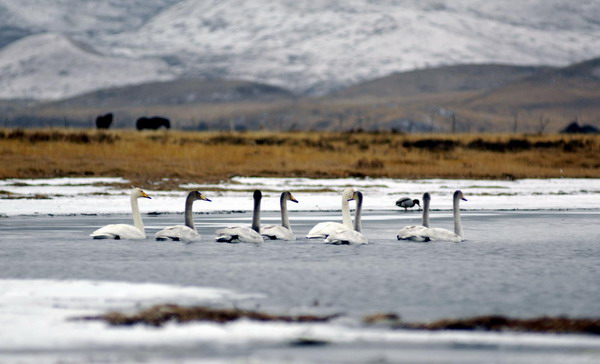 Whooping swans enjoy winter days