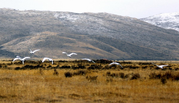 Whooping swans enjoy winter days