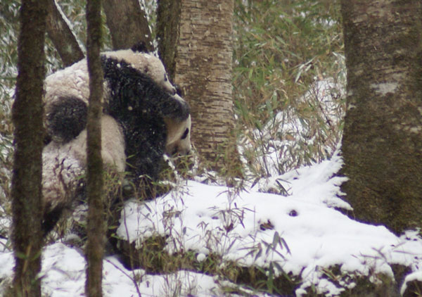 Panda takes a walk on the wild side