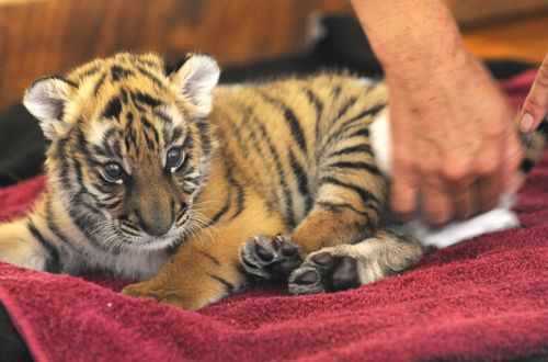 South China tiger cub awaits new name