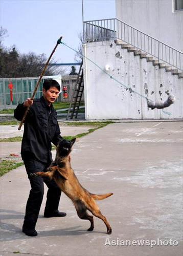 Sports day for police dogs