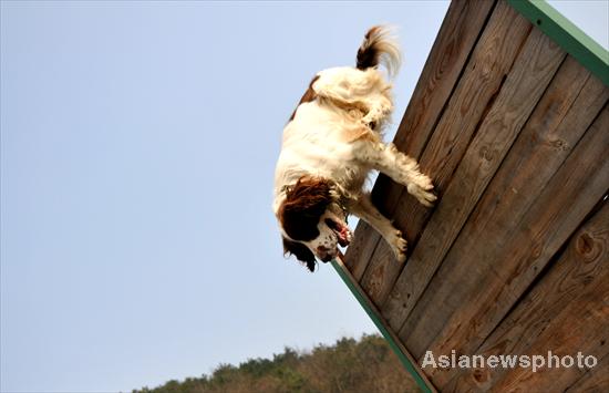 Sports day for police dogs