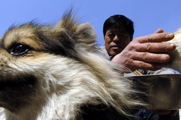 Sick man helps stray dogs in E China