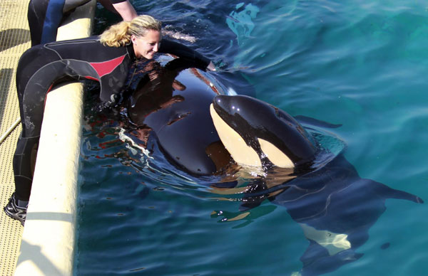 Killer whale swims with her calf