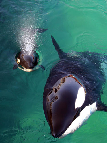 Killer whale swims with her calf