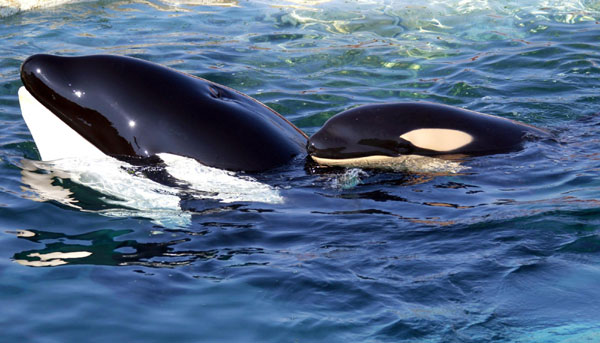 Killer whale swims with her calf