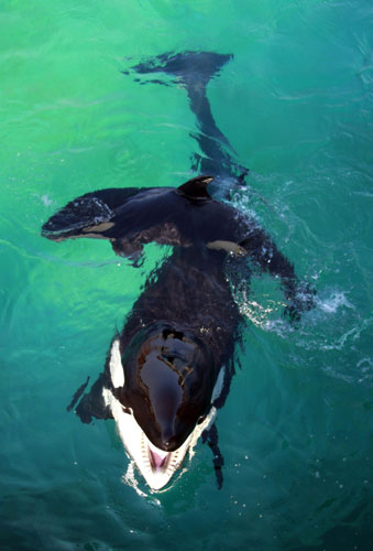 Killer whale swims with her calf