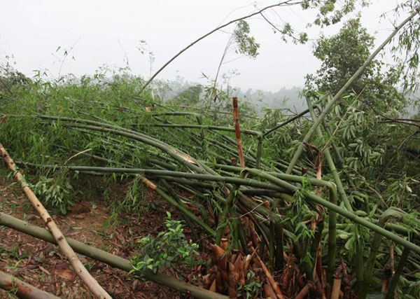 Storm and tornado brings havoc to SW China