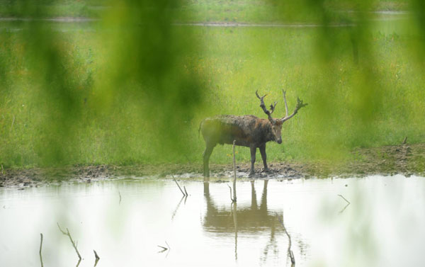 Elk unsettled in drought-hit nature park