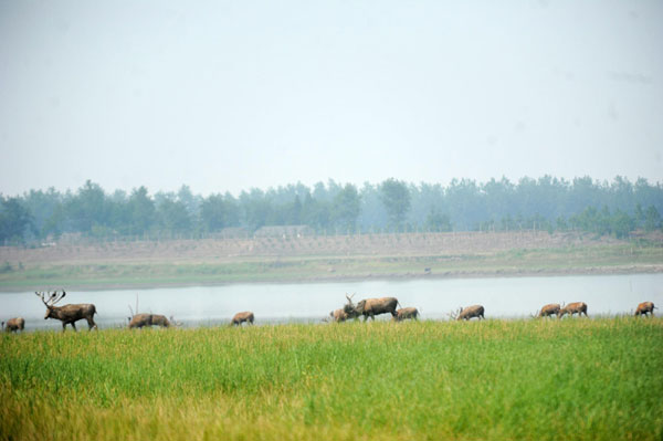 Elk unsettled in drought-hit nature park