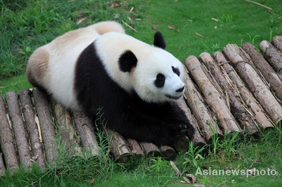 Pandas safe after days of torrential rain