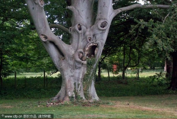 Spooky tree discovered in old English town