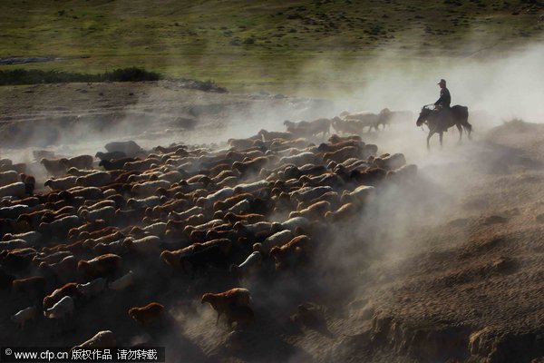 Driving herds to Altay Mountains 