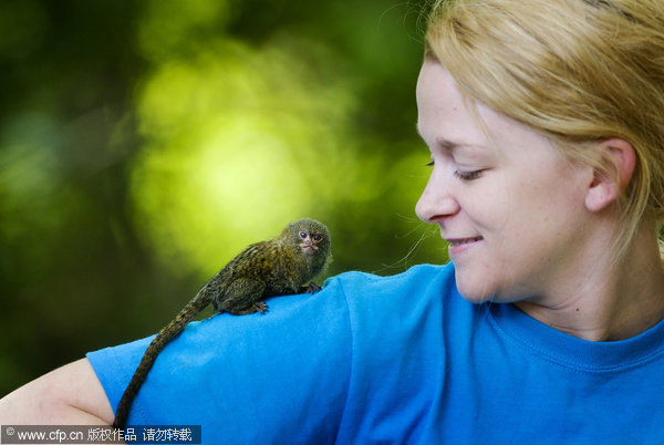 Dwarf monkey kept safe by human care