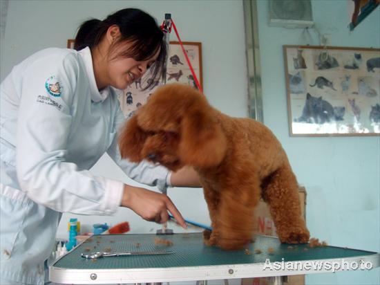 Pet dogs get summer hair cuts