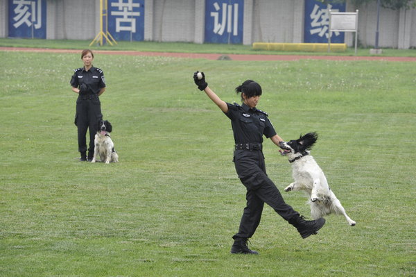 Police dogs show off their skills