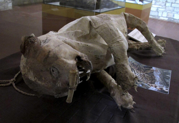 Mummies from Chachapoyas culture displayed in Peru