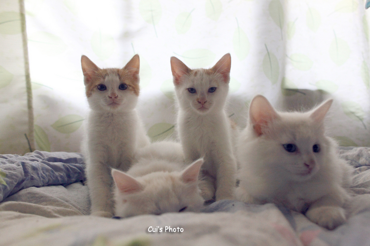 Cui Xiaofang's photography: Lens on cats