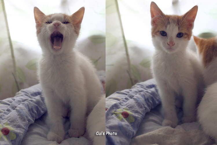 Cui Xiaofang's photography: Lens on cats