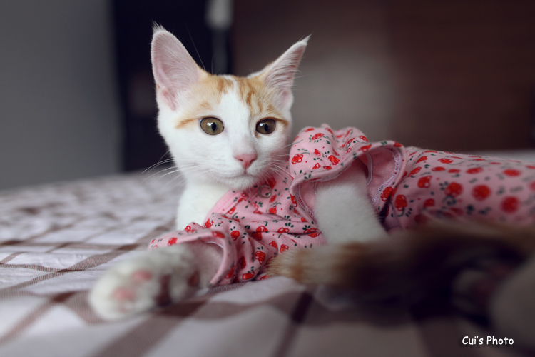 Cui Xiaofang's photography: Lens on cats