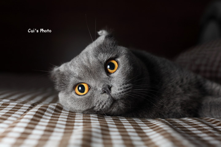 Cui Xiaofang's photography: Lens on cats