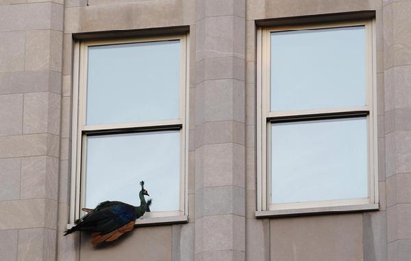 Fleeing peacock finds home in downtown NY building