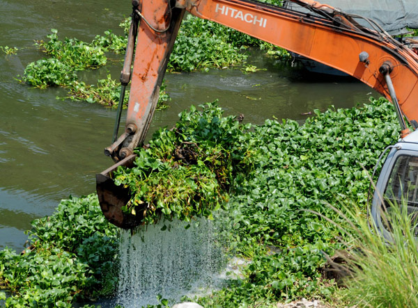 River users battle invasive water hyacinth