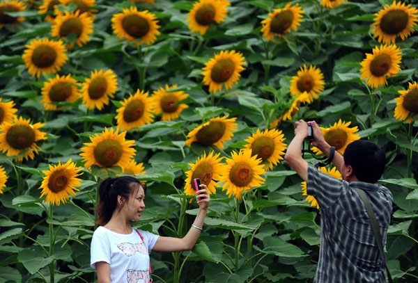 A flourish of sunflowers wow visitors