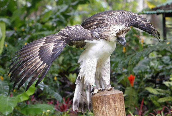 Endangered 'Monkey-eating Eagle' at Philippine zoo