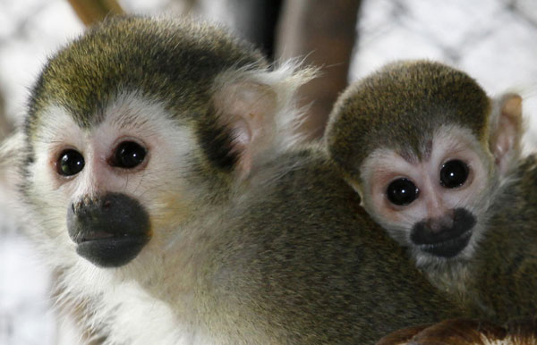 Baby squirrel monkey: I like mom's back