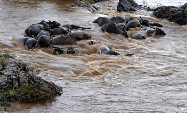 Gnus migrate across Mara River in Kenya