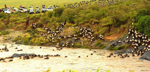 Gnus migrate across Mara River in Kenya