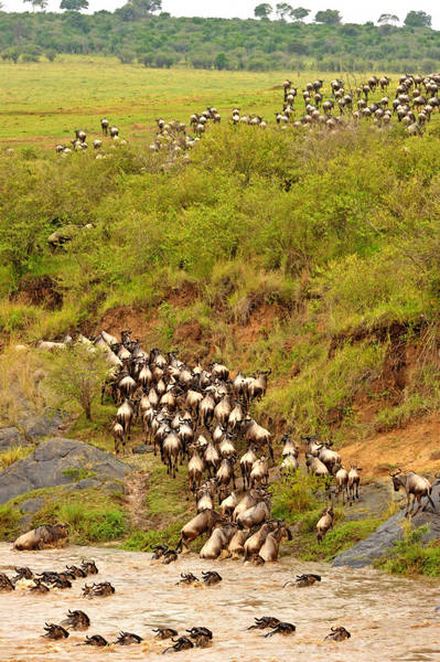 Gnus migrate across Mara River in Kenya