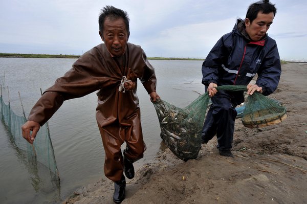 Dead sea life washes up on shore after oil spill