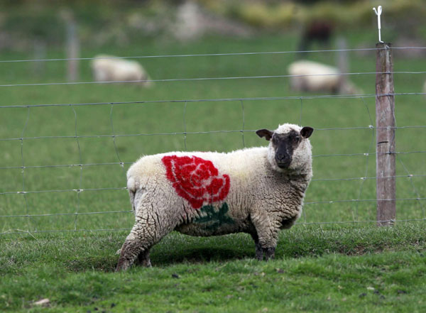 Rugby World Cup sheep