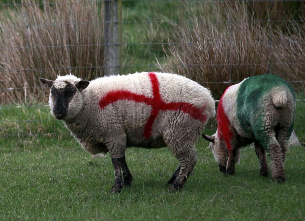 Rugby World Cup sheep