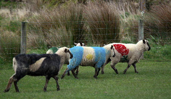 Rugby World Cup sheep