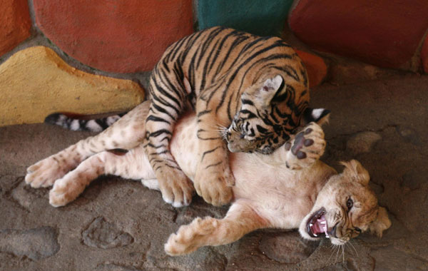 Zoo raises public awareness of endangered animals