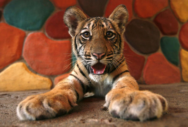 Zoo raises public awareness of endangered animals