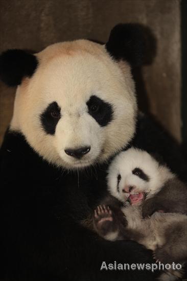 Pandas get health checkup in SW China