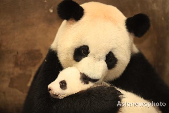 Pandas get health checkup in SW China